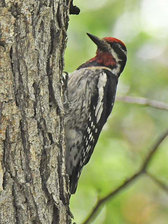 Red-naped Sapsucker - ML620475322