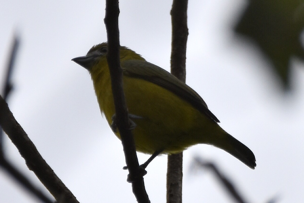 Golden-bellied Euphonia - ML620475324