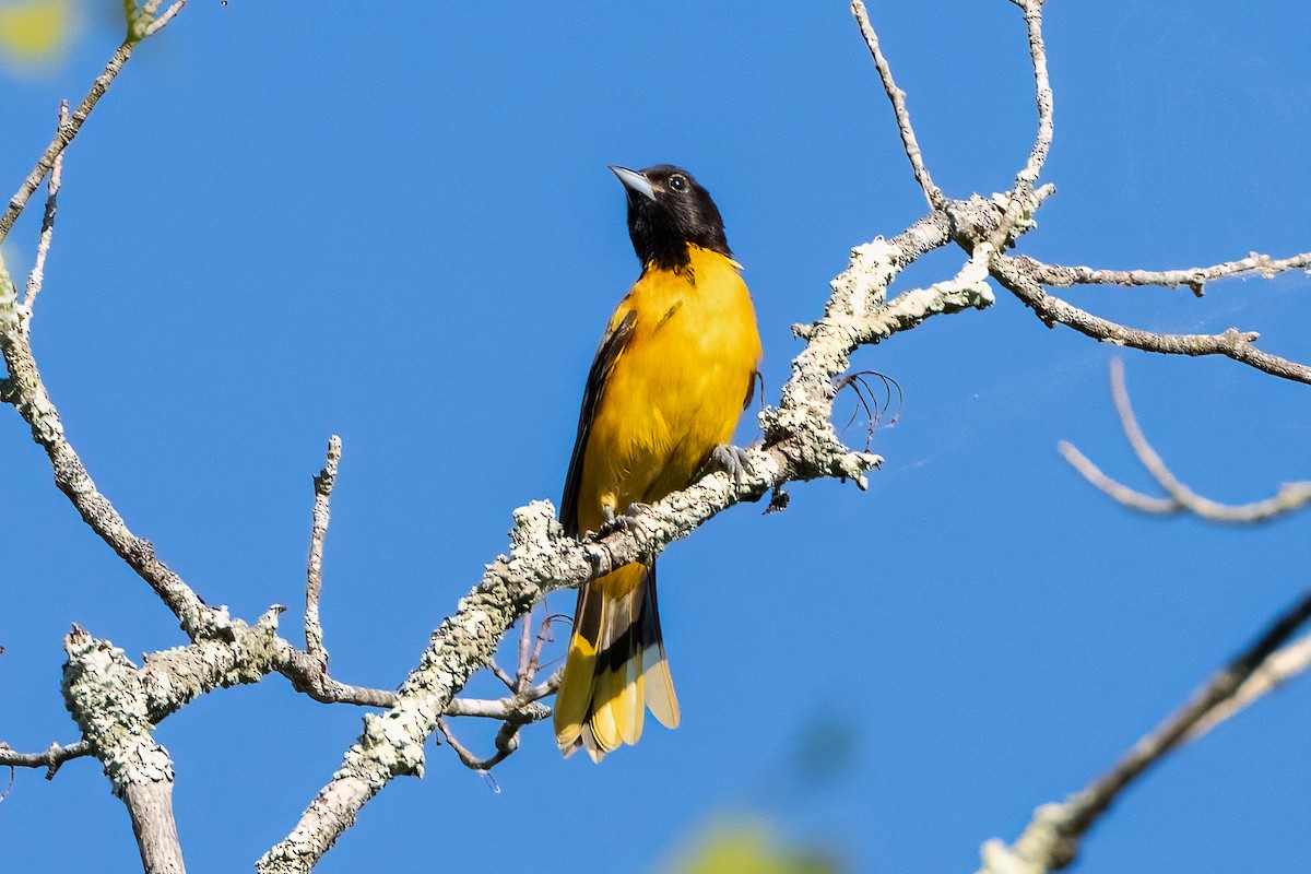 Baltimore Oriole - ML620475325