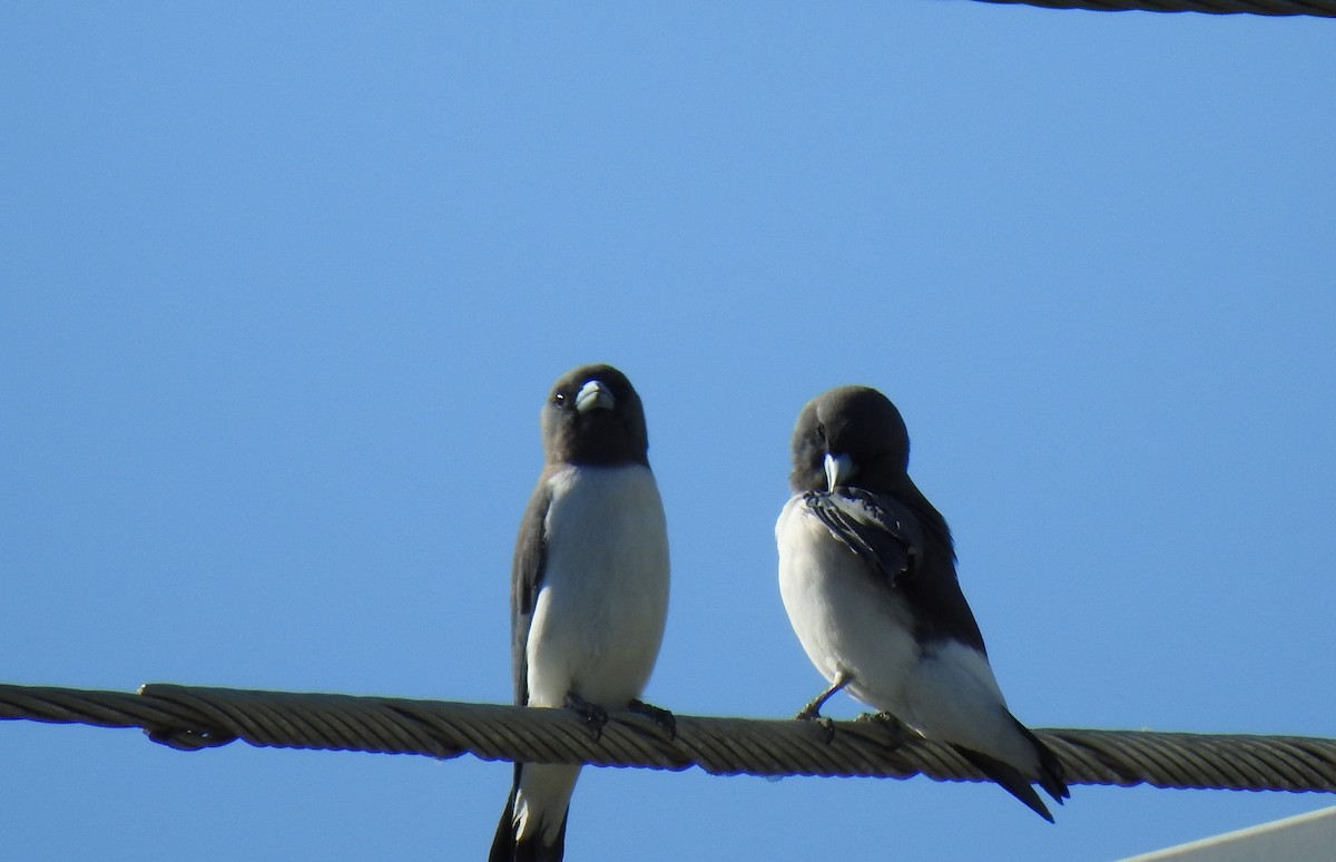 White-breasted Woodswallow - ML620475326