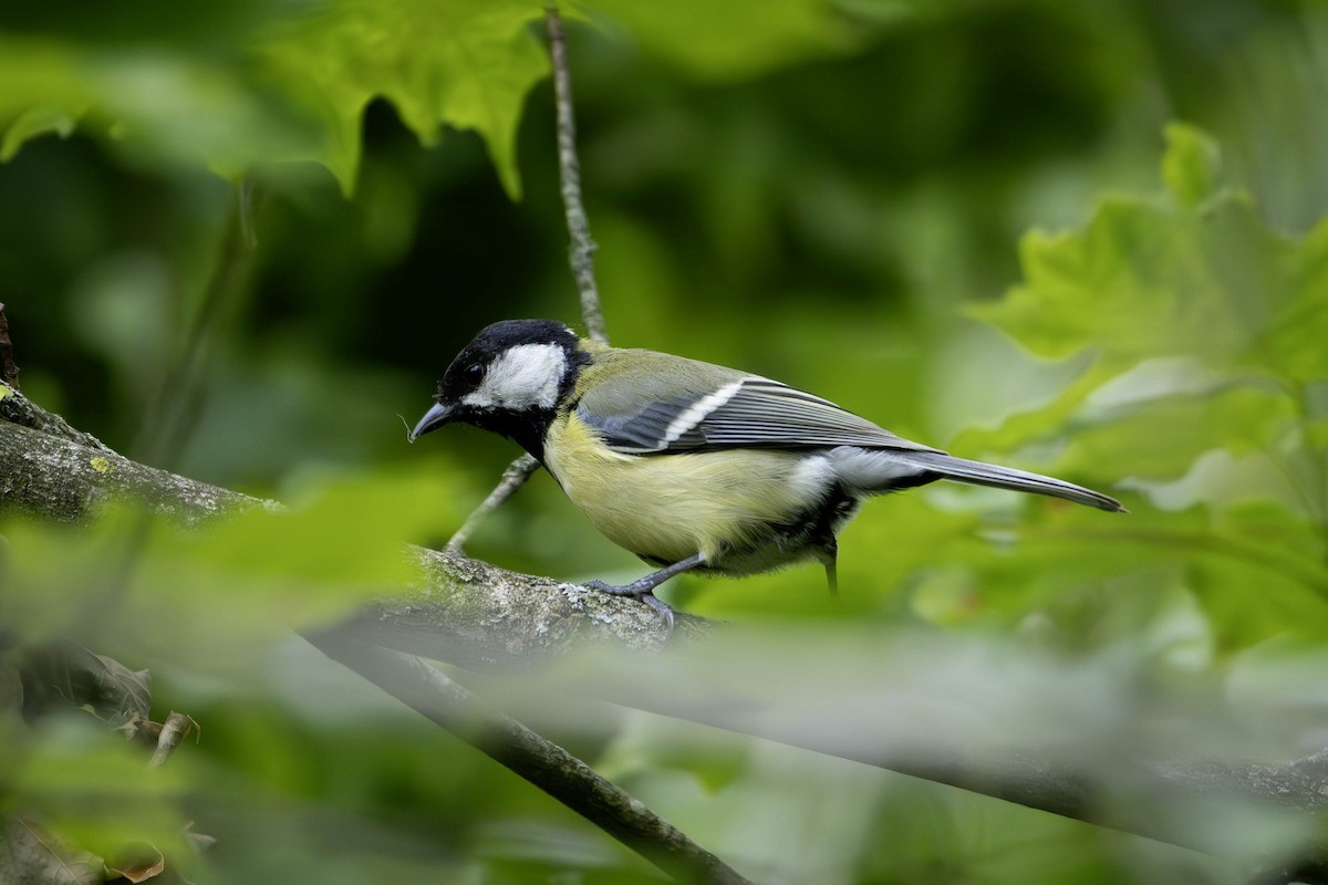 Mésange charbonnière - ML620475331