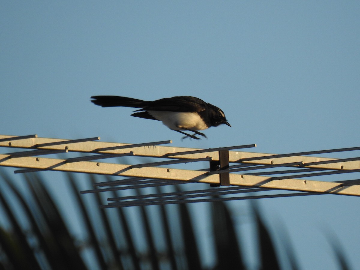 Willie-wagtail - Monica Mesch