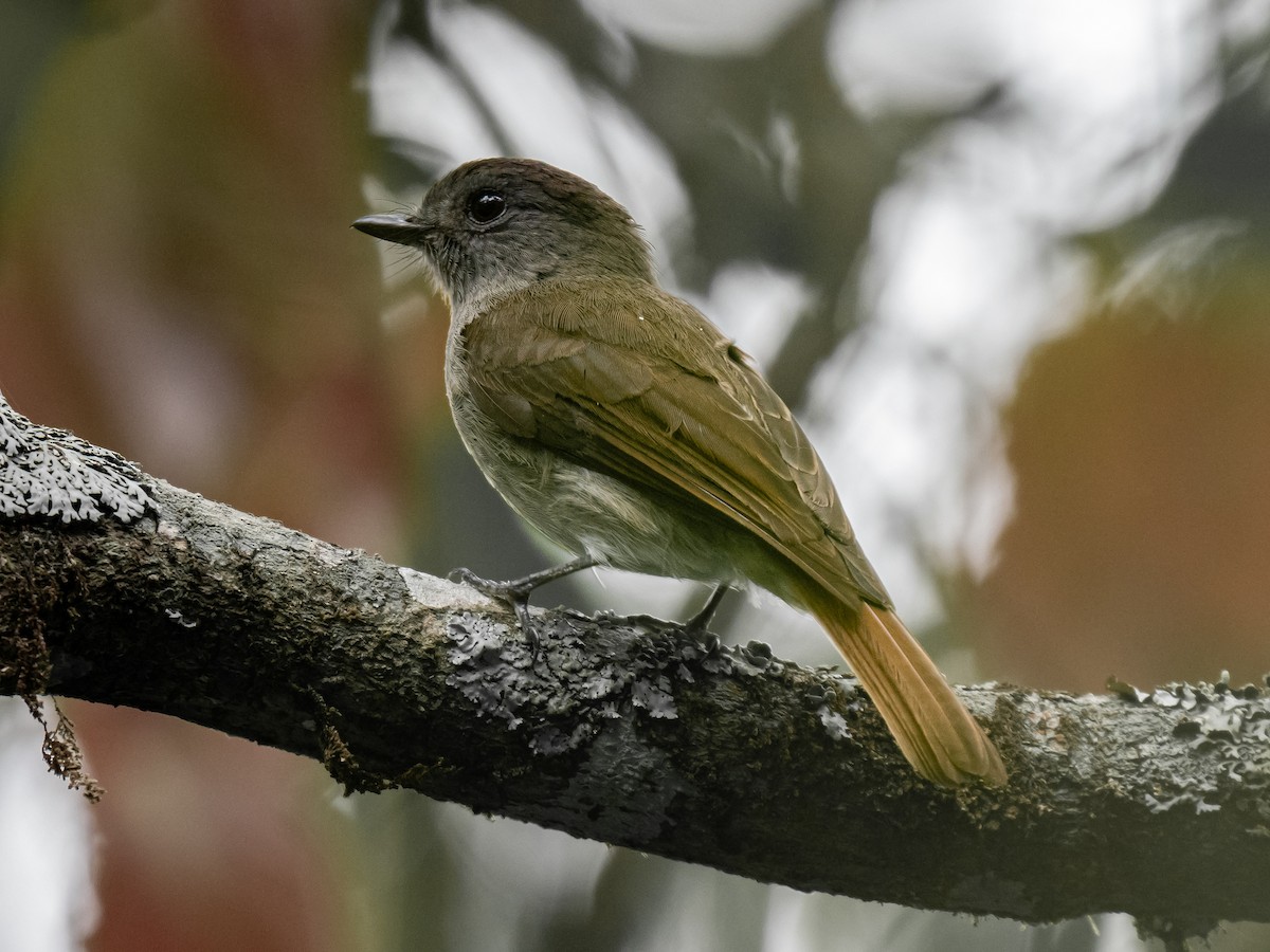 Flores Jungle Flycatcher - ML620475339