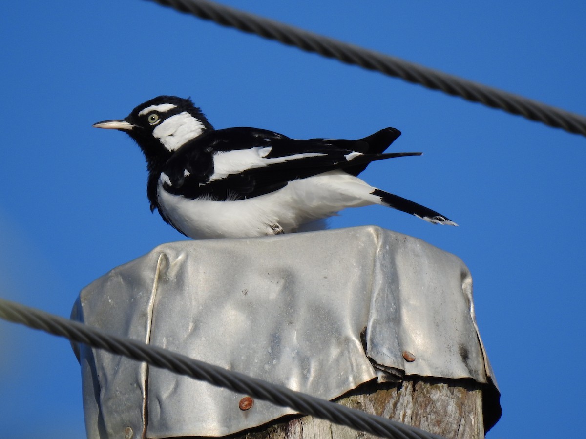 Magpie-lark - ML620475340