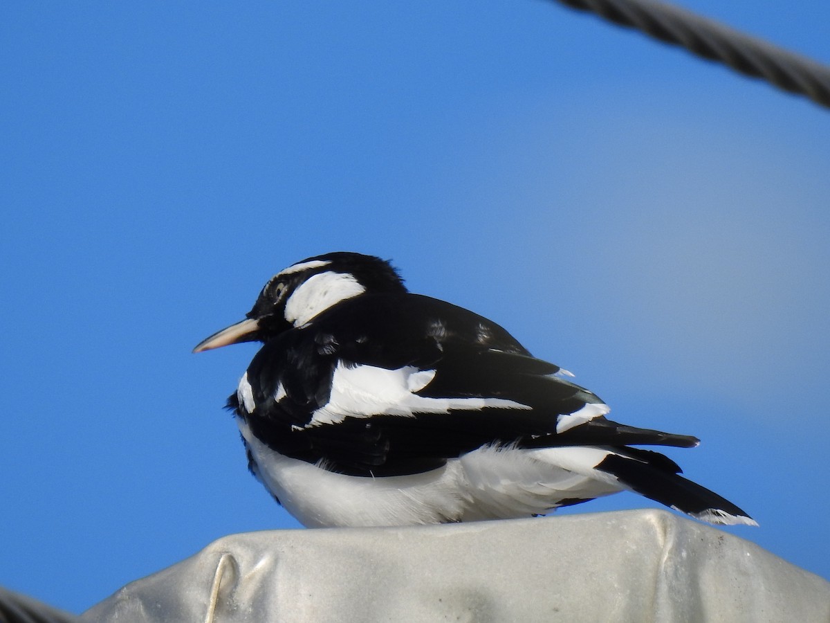 Magpie-lark - ML620475341