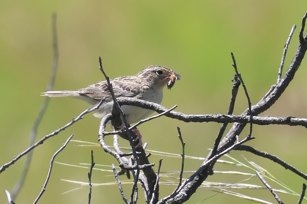 Grasshopper Sparrow - ML620475347