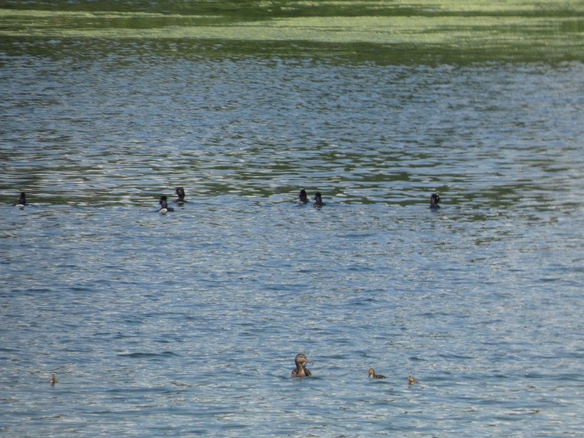 Ring-necked Duck - ML620475348