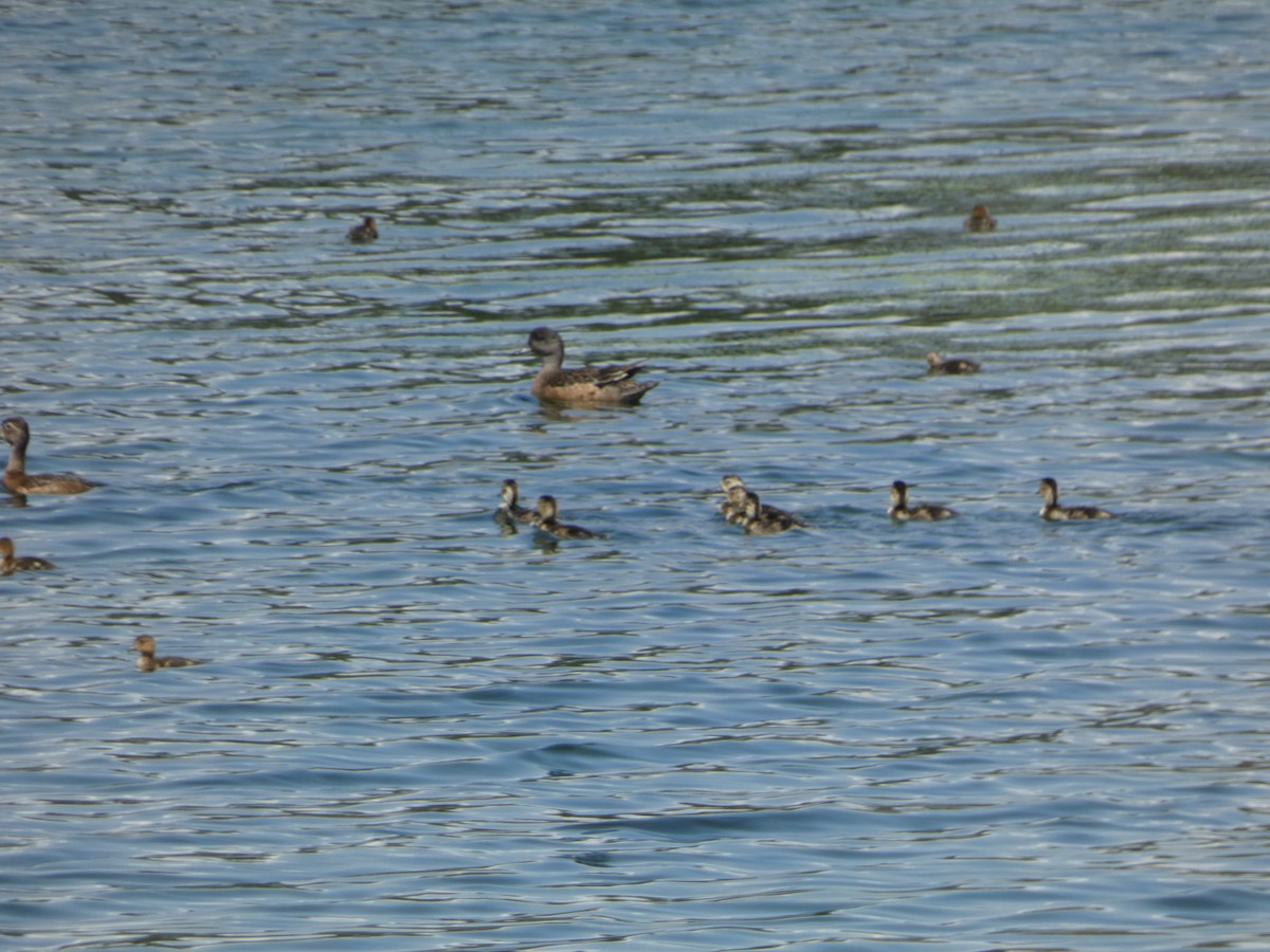 American Wigeon - ML620475349