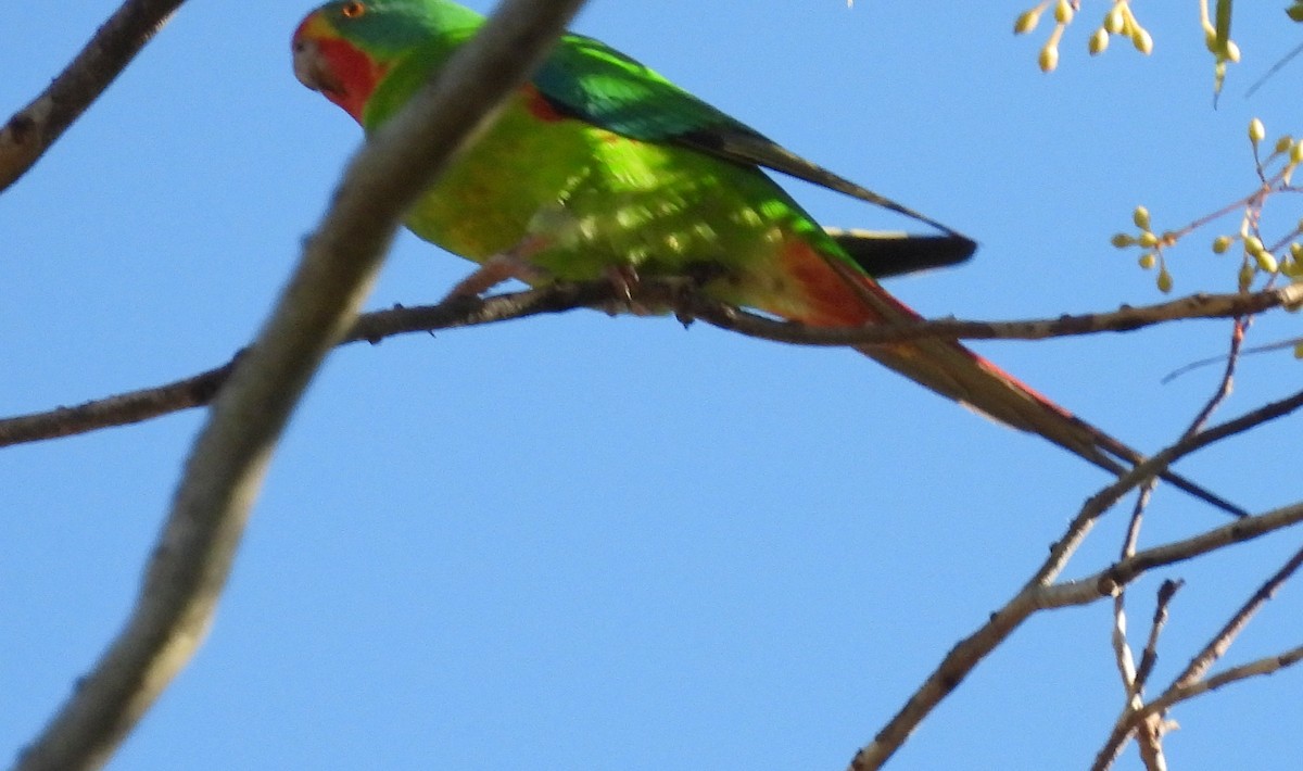 Swift Parrot - ML620475350