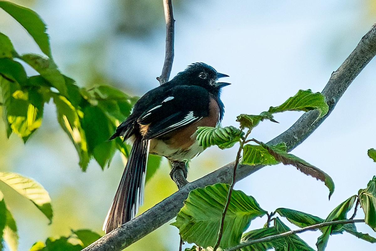 Eastern Towhee - ML620475353