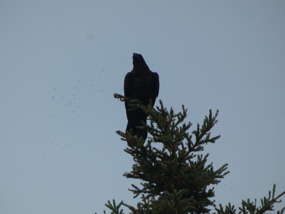 Common Raven - ML620475357