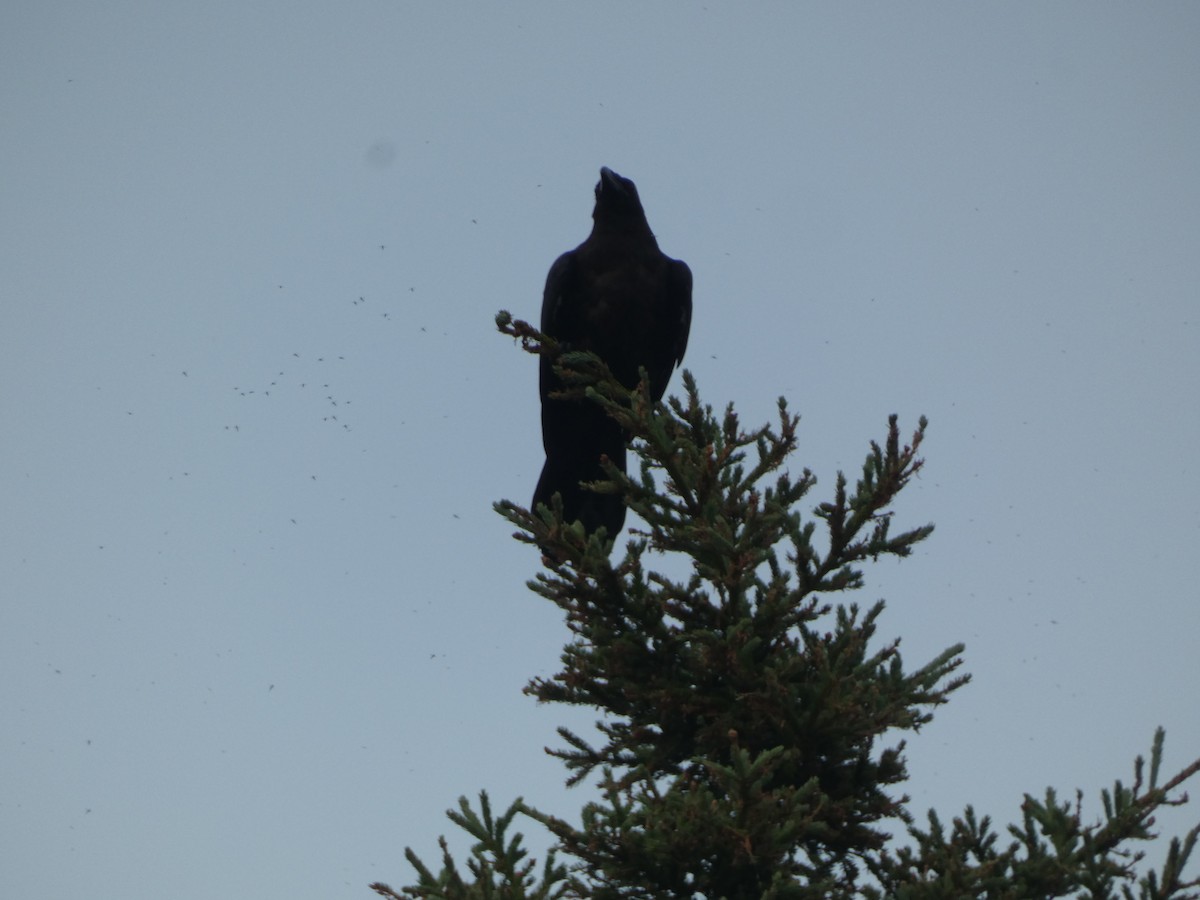 Common Raven - ML620475358