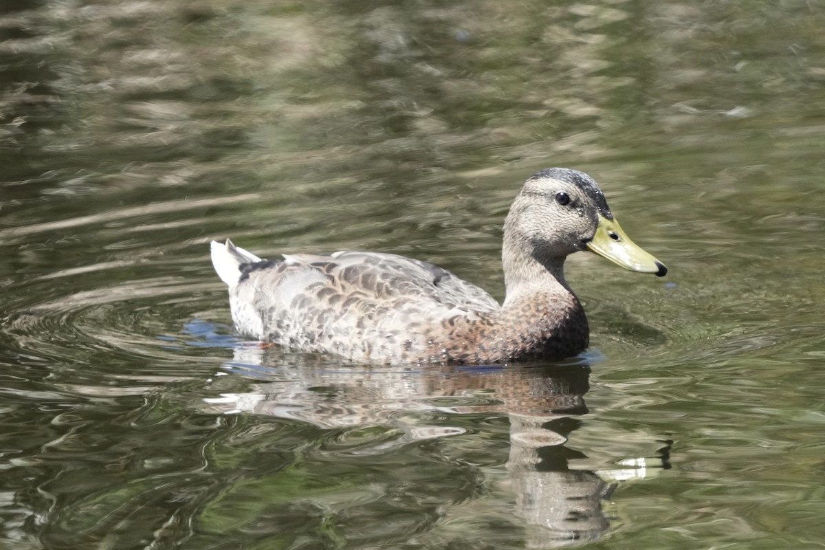 Canard colvert - ML620475361