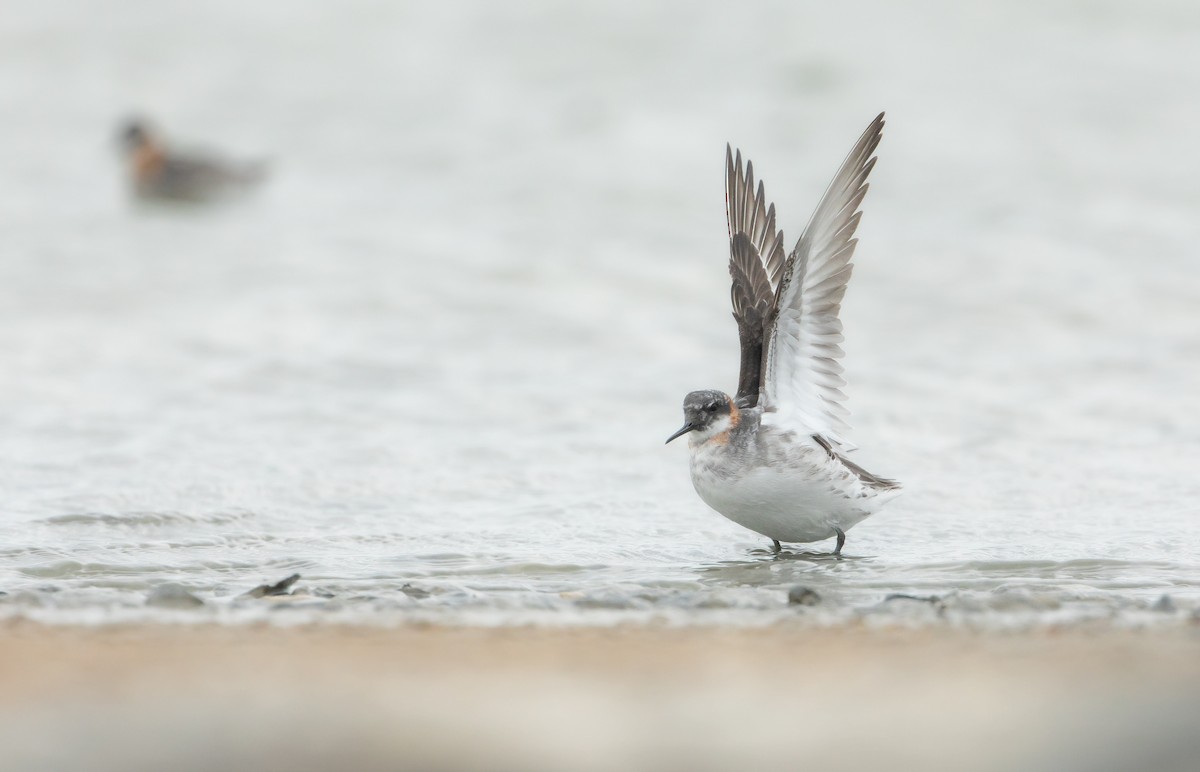 Red-necked Phalarope - ML620475364