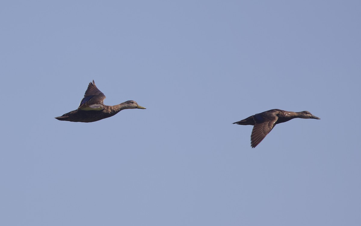 American Black Duck - ML620475365