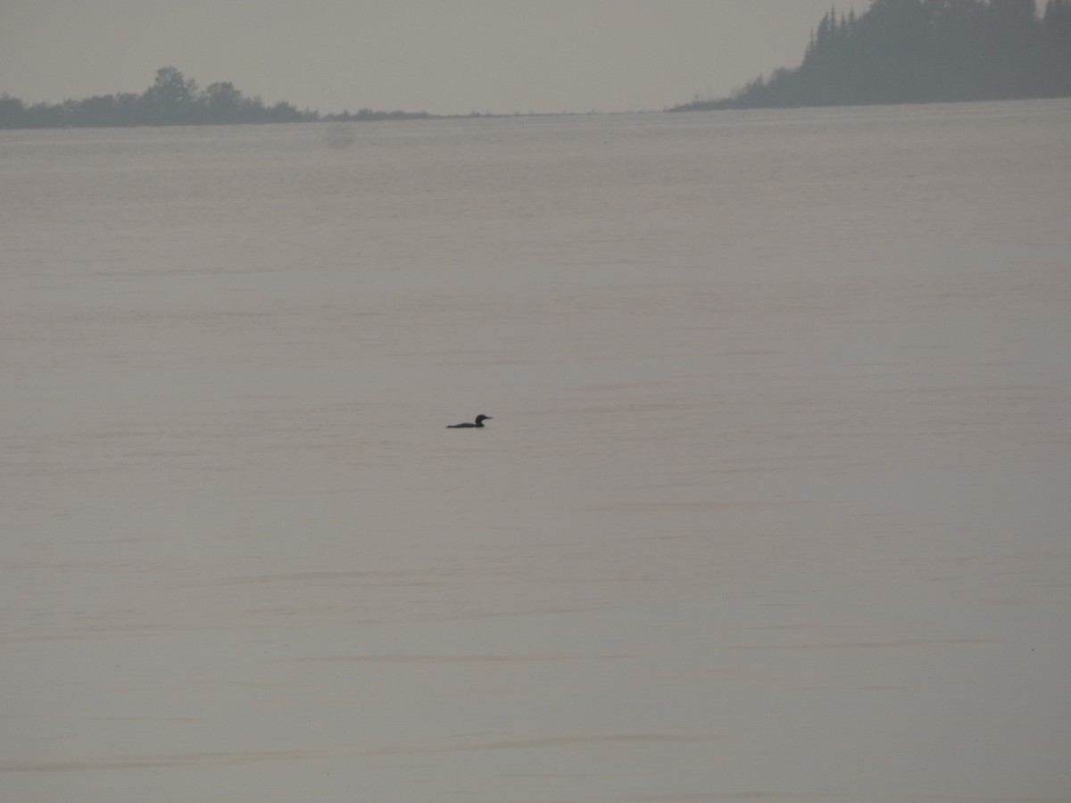 Common Loon - ML620475368