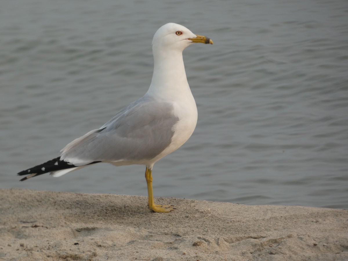 Ring-billed Gull - ML620475369