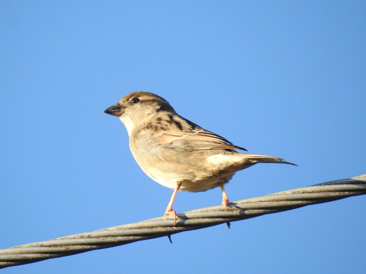 Moineau domestique - ML620475386