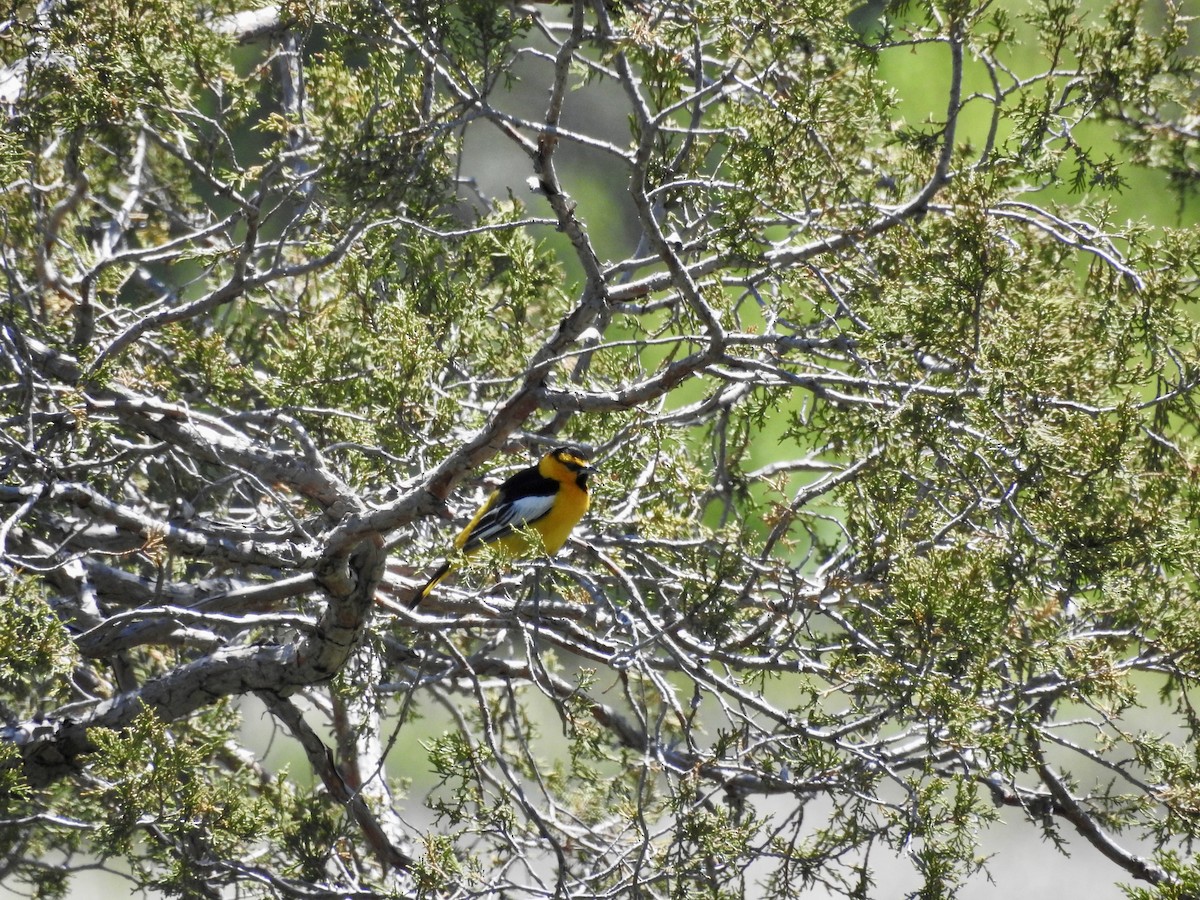 Bullock's Oriole - ML620475391