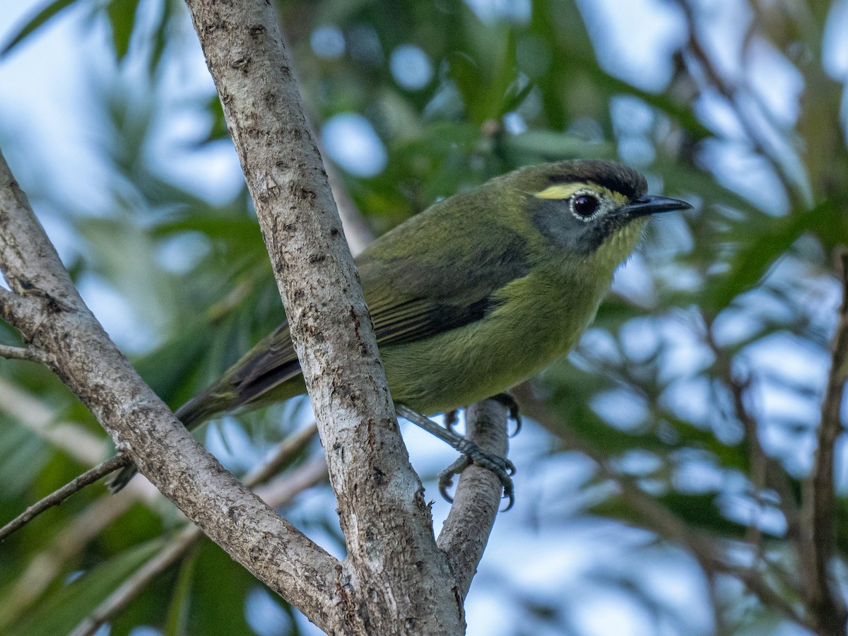 Gelbbrauen-Brillenvogel - ML620475393