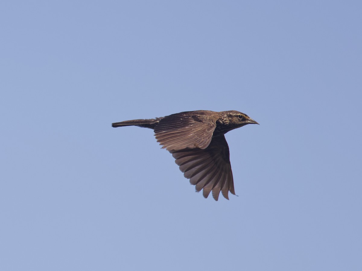 Red-winged Blackbird - ML620475394