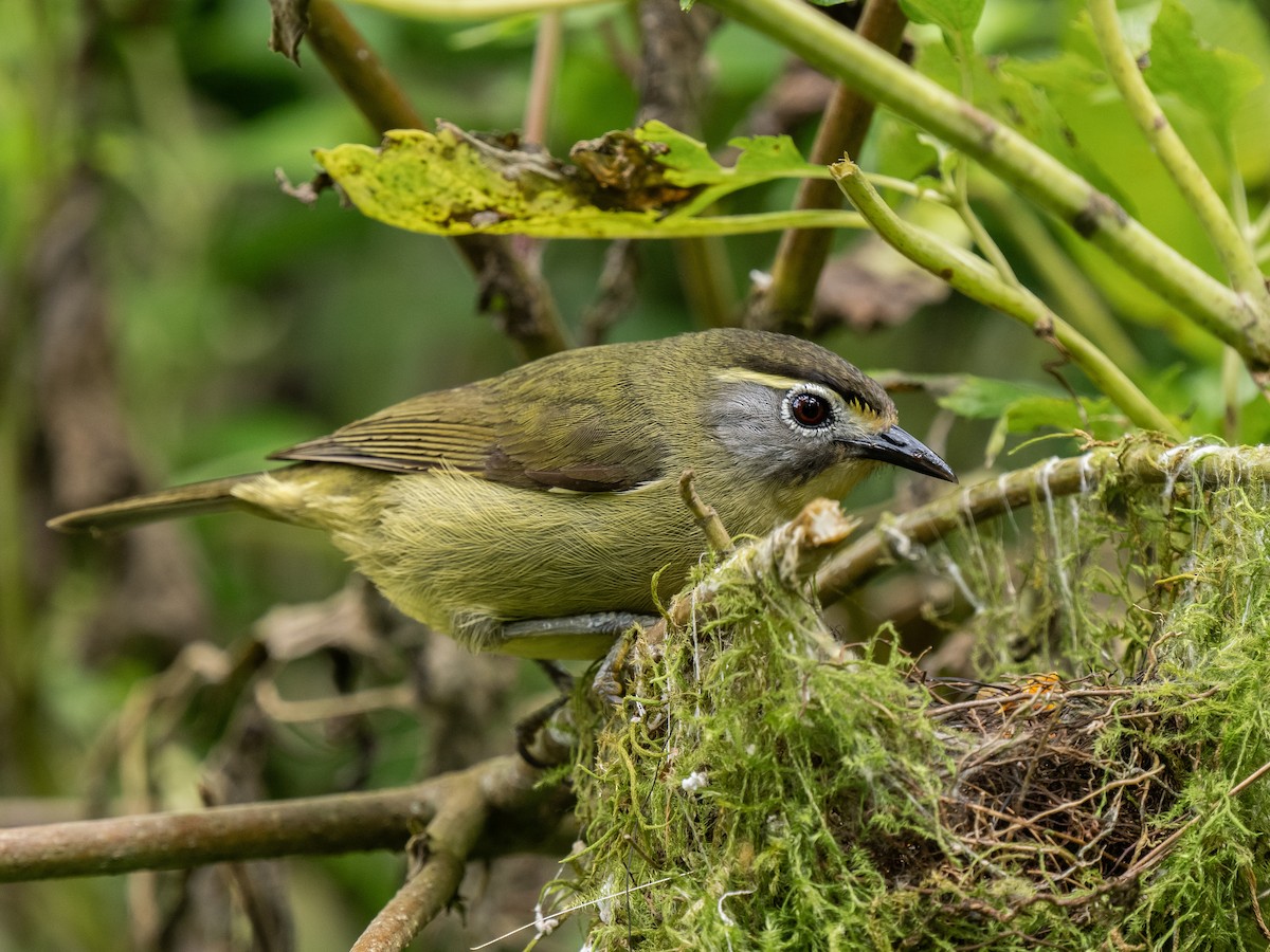 White-browed White-eye - ML620475395