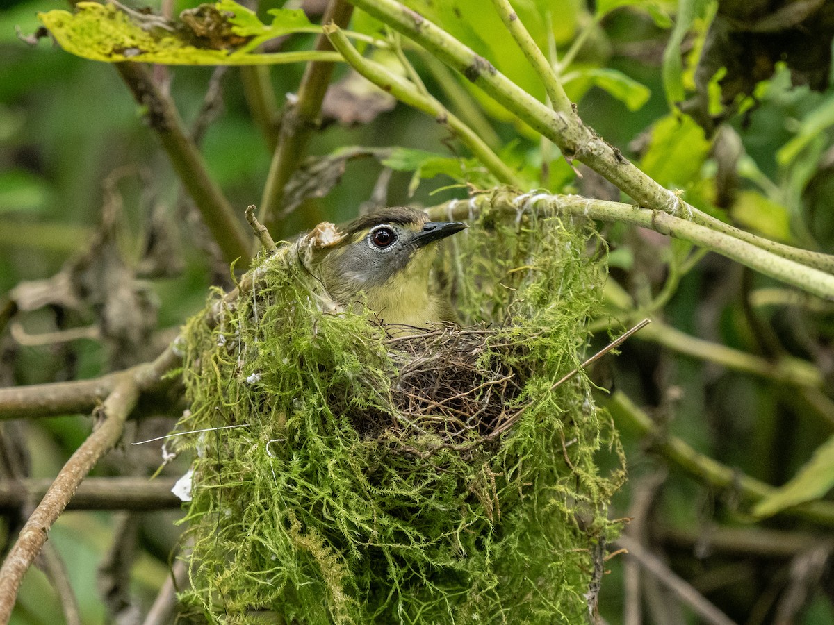 White-browed White-eye - ML620475396