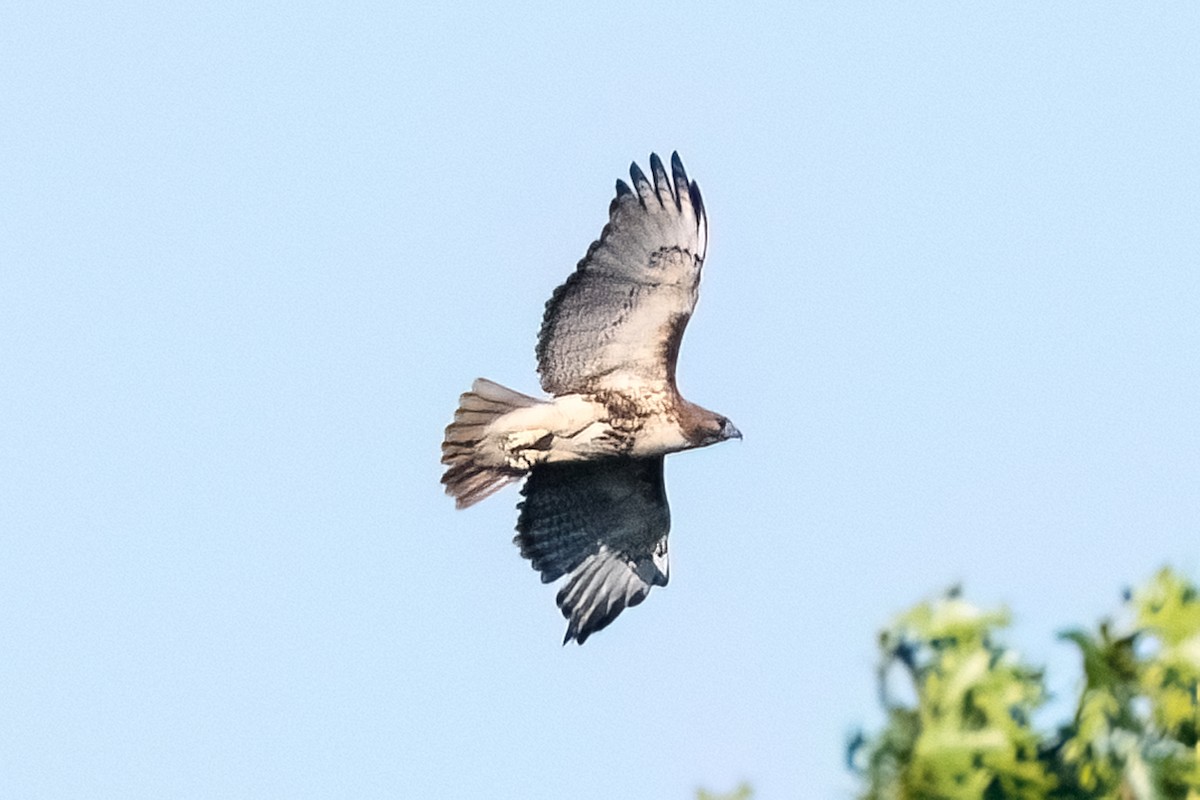 Red-tailed Hawk - ML620475397