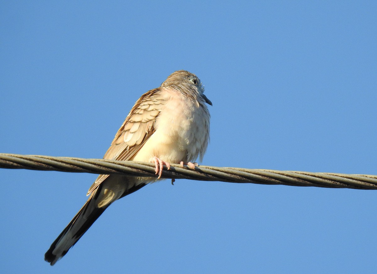 Peaceful Dove - ML620475398