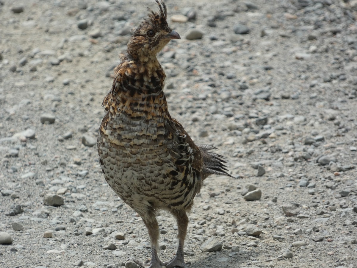 Ruffed Grouse - ML620475405