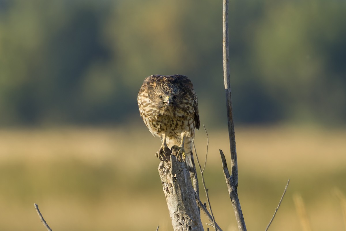 Red-shouldered Hawk - ML620475406