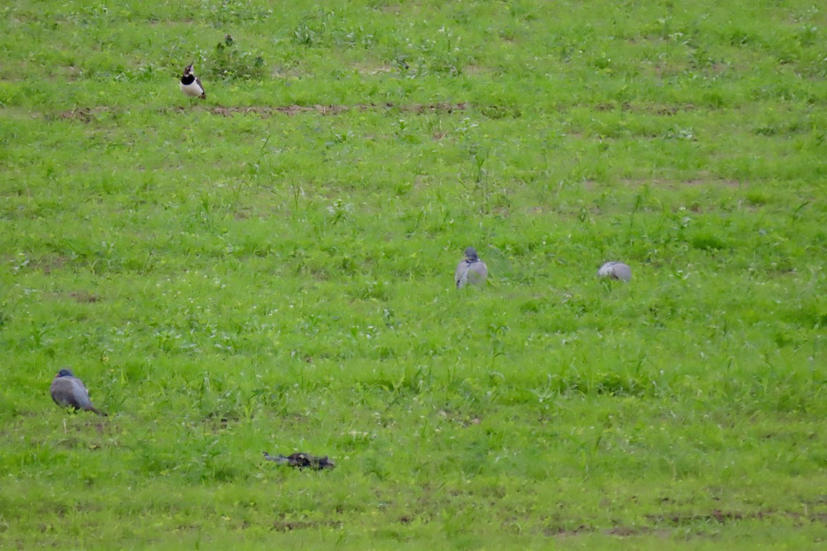 Common Wood-Pigeon - ML620475407