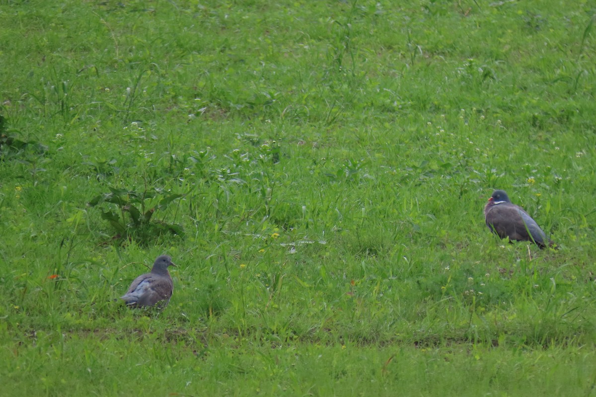 Common Wood-Pigeon - ML620475409