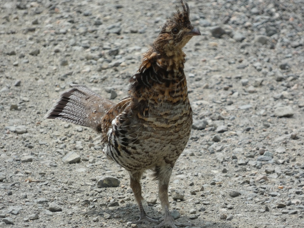 Ruffed Grouse - ML620475411