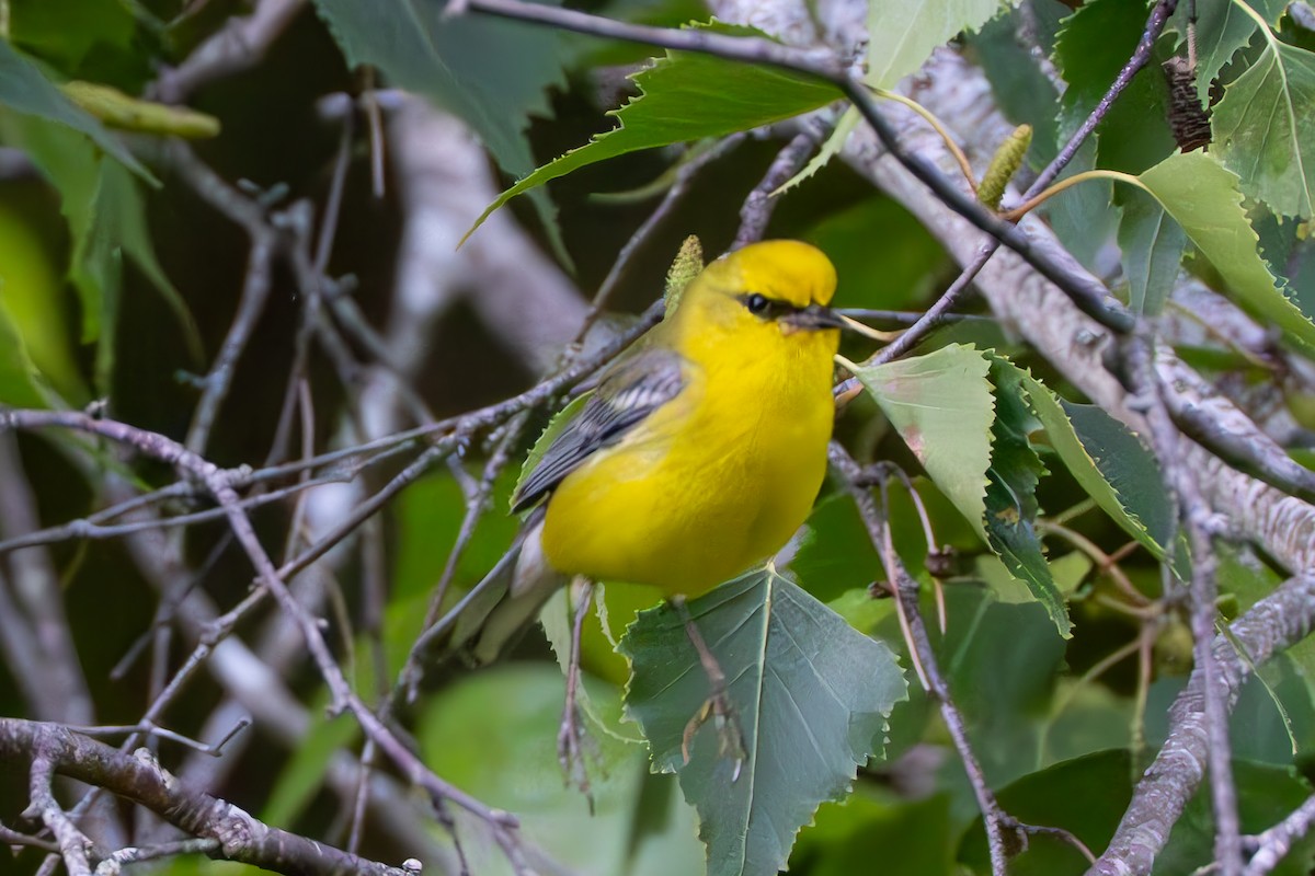 Blauflügel-Waldsänger - ML620475413