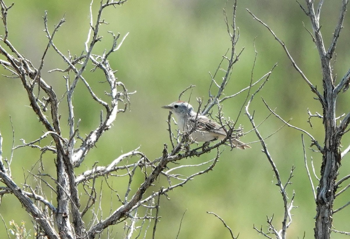 Lucy's Warbler - Dilka Murtazina