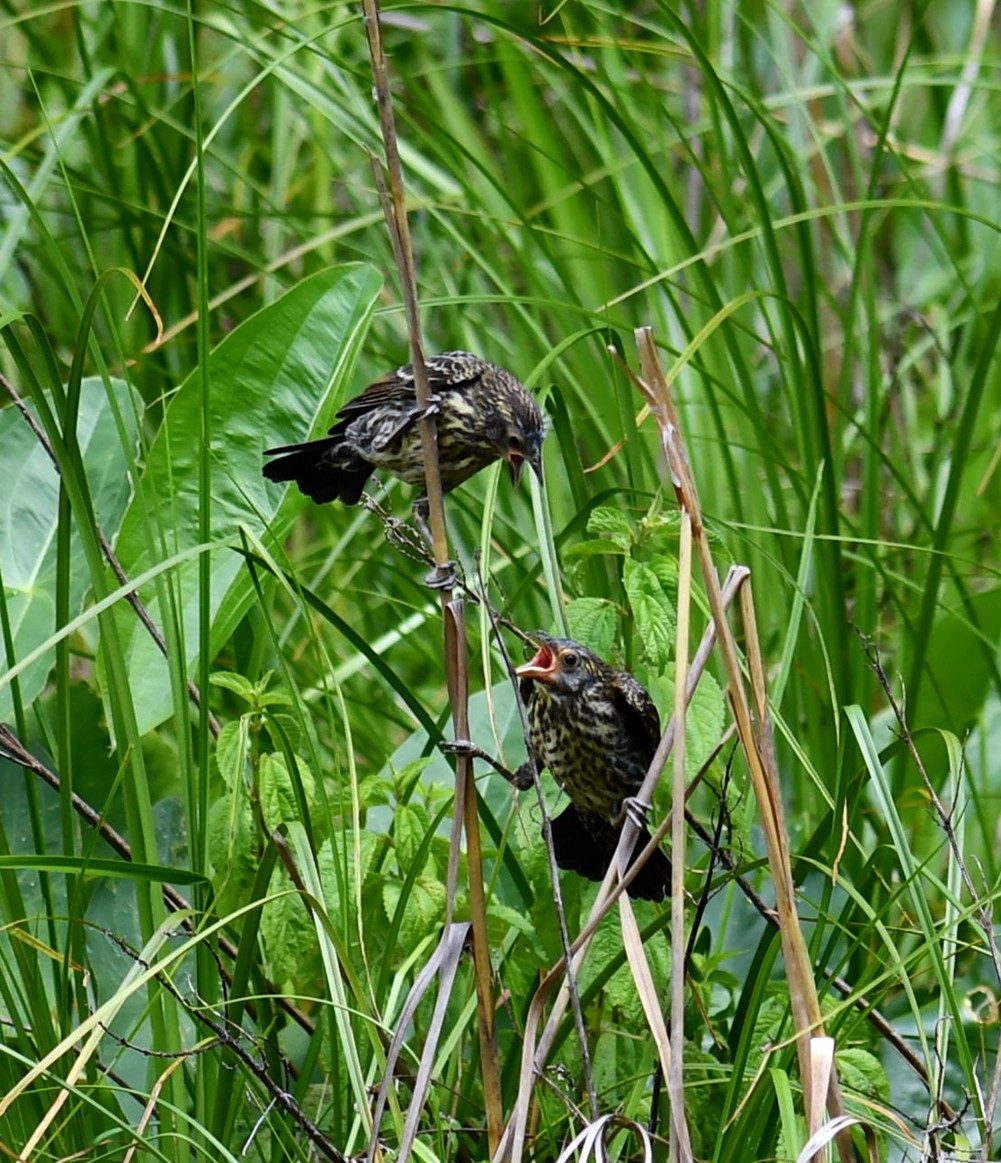 Red-winged Blackbird - ML620475416