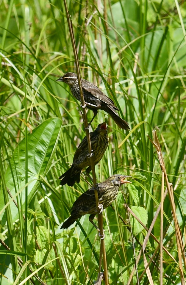 Red-winged Blackbird - ML620475417