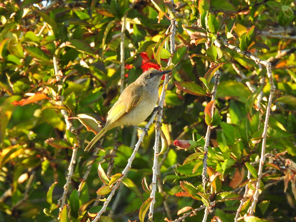 Brown Honeyeater - ML620475420