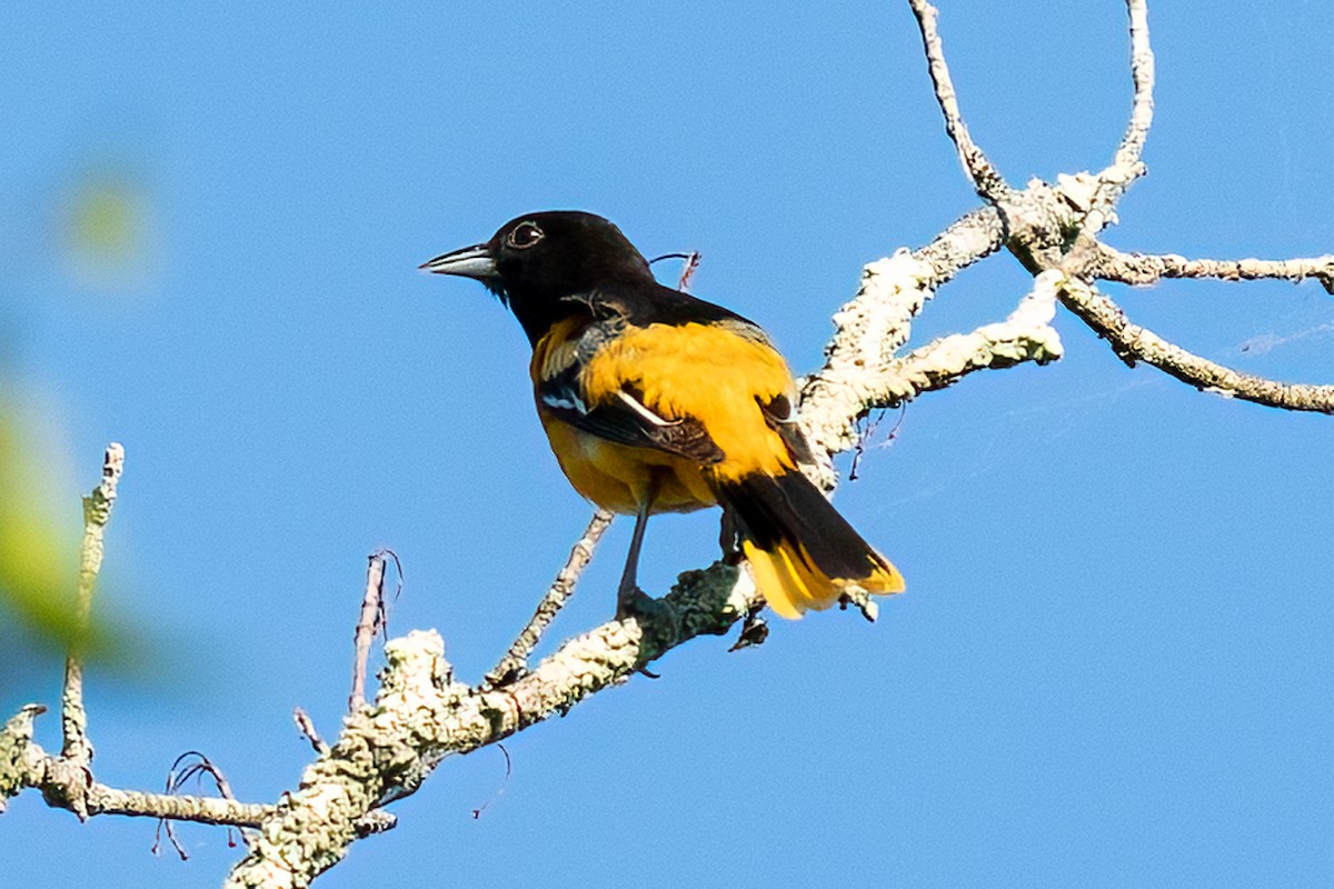 Baltimore Oriole - ML620475424