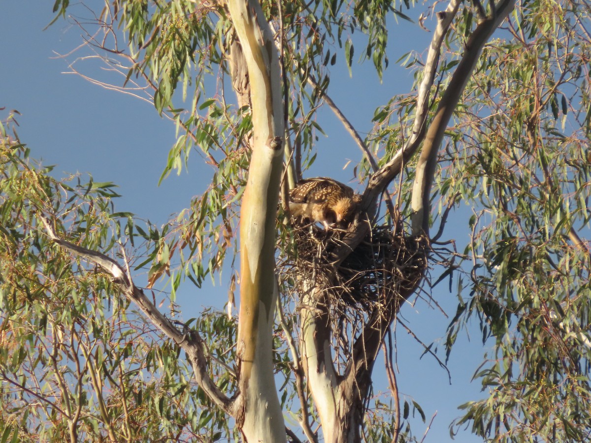 Whistling Kite - ML620475425