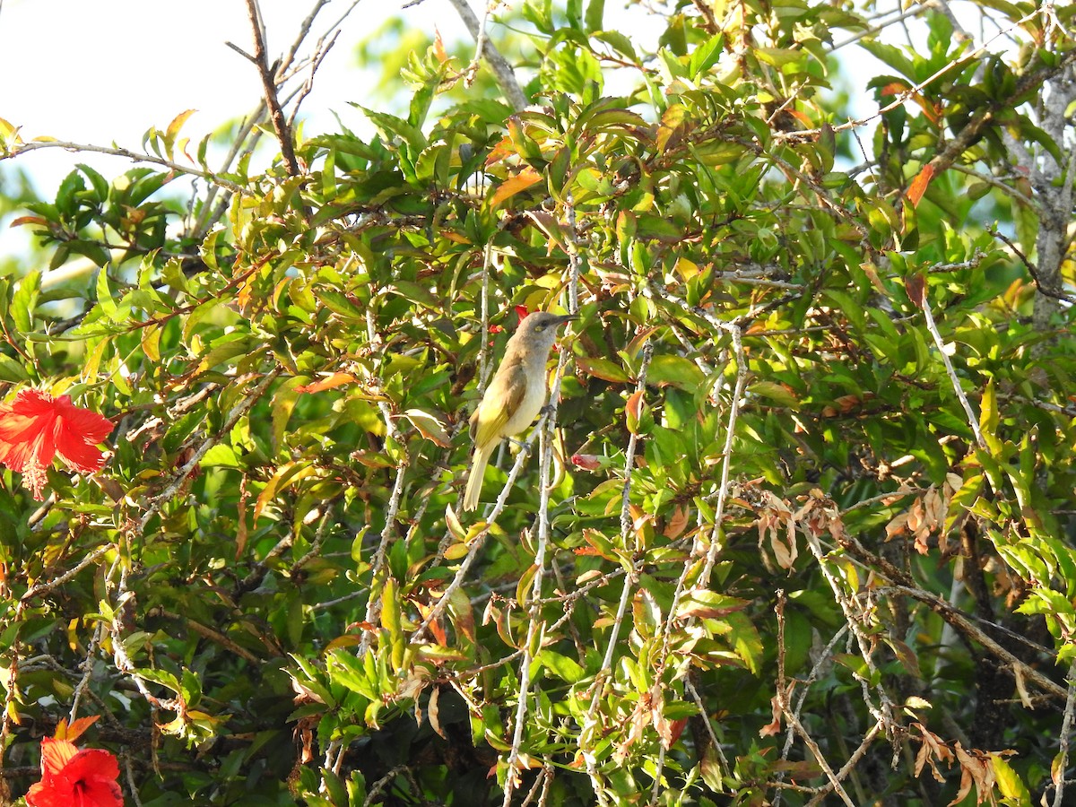 Brown Honeyeater - ML620475428