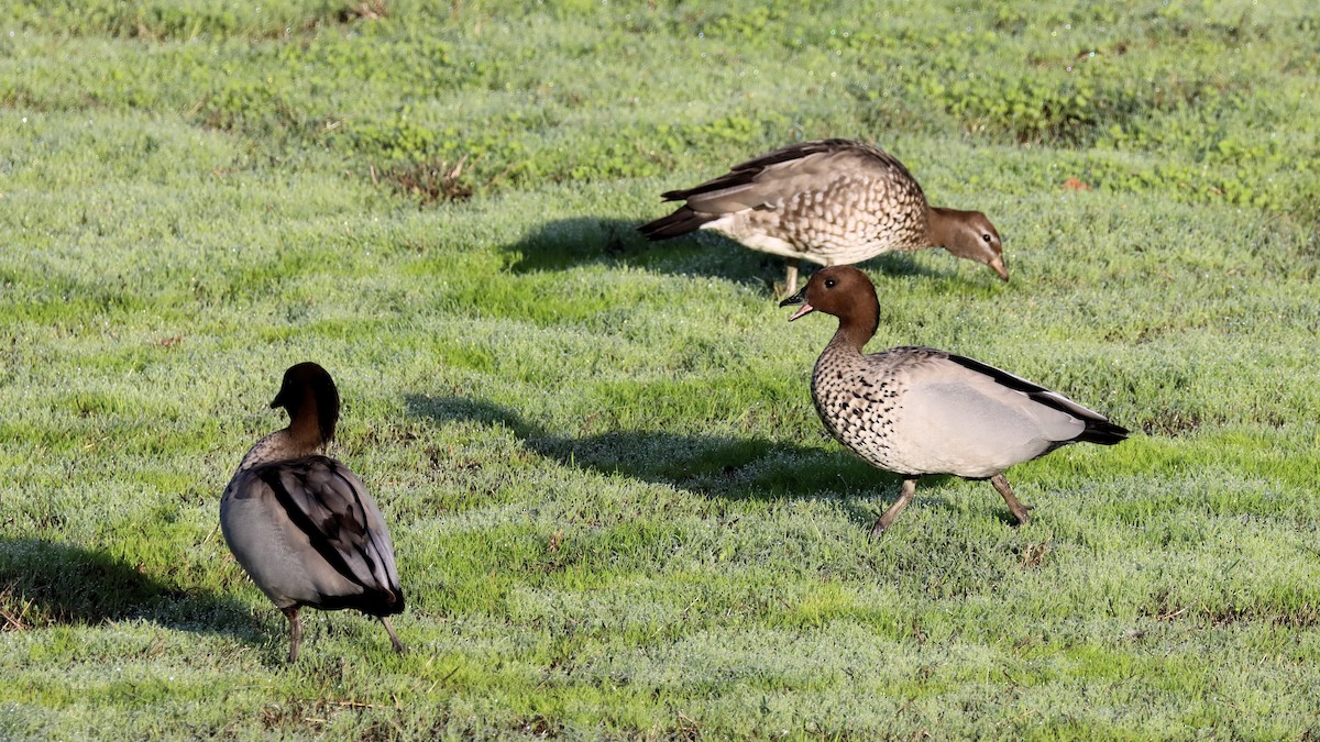 Maned Duck - ML620475429