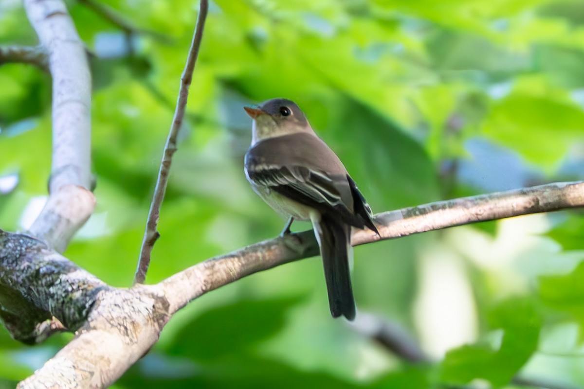 Eastern Wood-Pewee - ML620475431