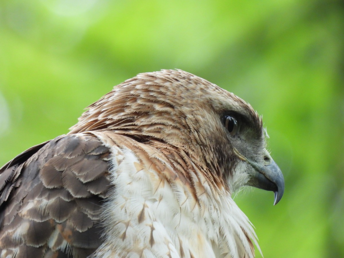 Red-tailed Hawk - ML620475433