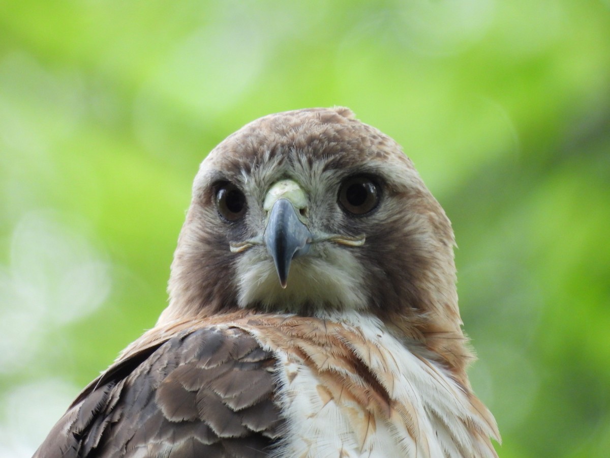 Red-tailed Hawk - ML620475434