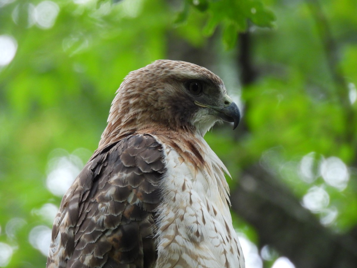 Red-tailed Hawk - ML620475435