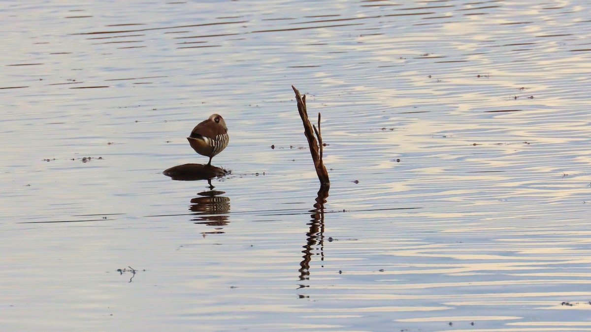 Pink-eared Duck - ML620475436