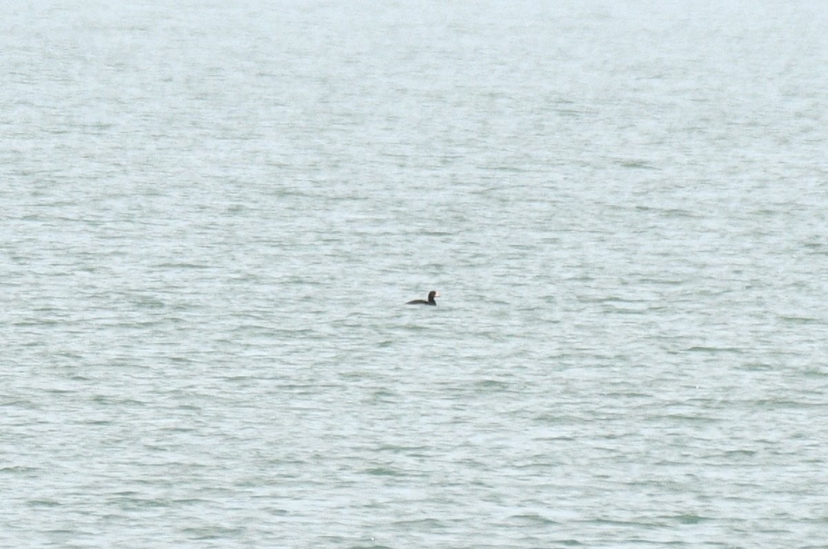 Black Scoter - ML620475441