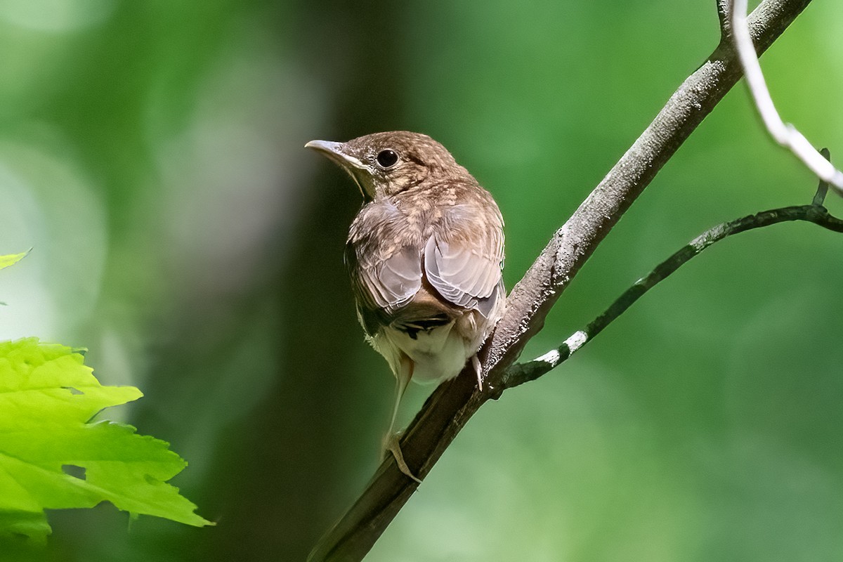 Veery - ML620475448